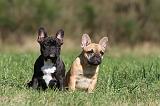 BOULEDOGUE FRANCAIS 638